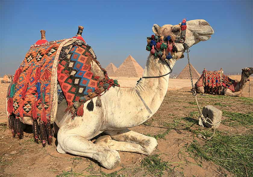 Egypt - Medjet Travel - Cairo - Giza - Pyramids - Grand Pyramid - Sphinx - Camel riding